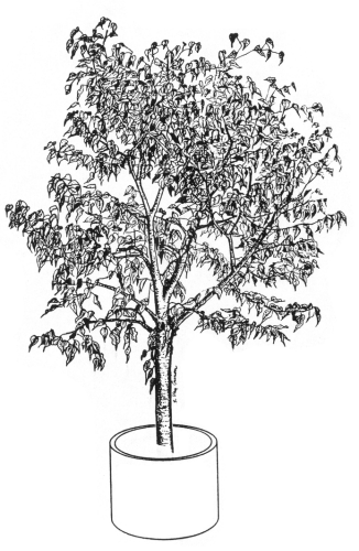 Ficus benjamina